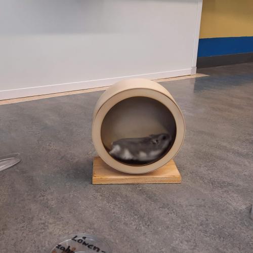  Hamster