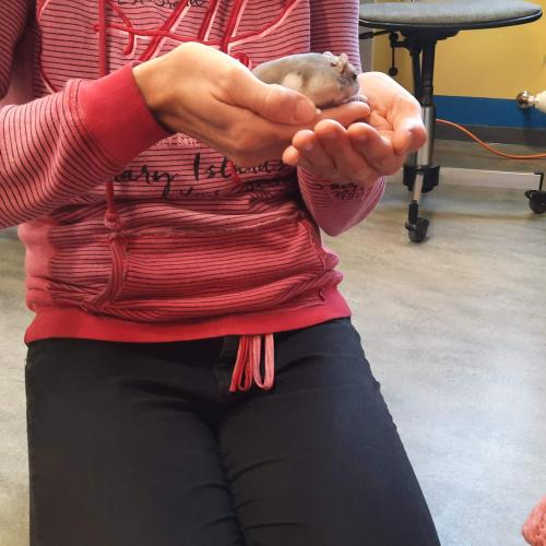 Schulkinder mit Hamster