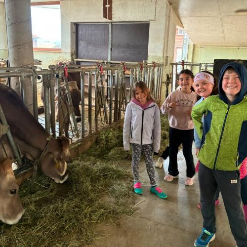 Im Stall beim Kühe füttern